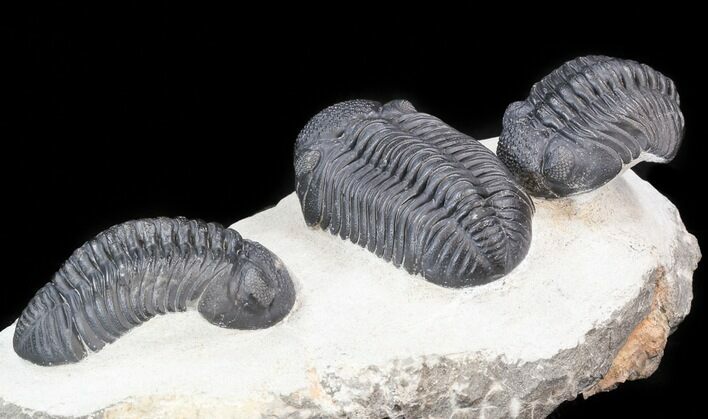 Three Large Pedinopariops Trilobites - Mrakib, Morocco #44521